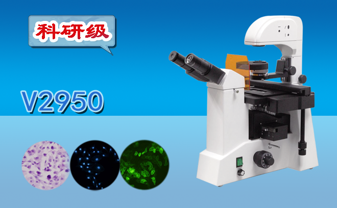 荧光手机在线免费看片.png