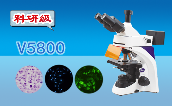 荧光手机在线免费看片.png